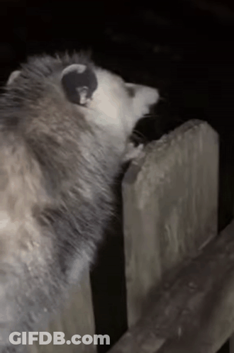 A Close Up Of An Opossum Standing Next To A Wooden Fence GIF