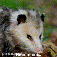 A Close Up Of An Opossum With A Caption That Says Hmmmm GIF