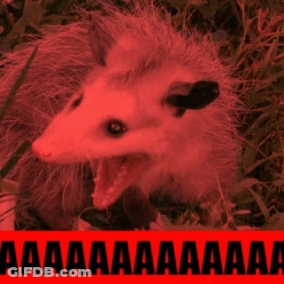A Close Up Of An Opossum With Its Mouth Open In Front Of A Red Sign That Says Aaa GIF