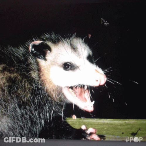 A Close Up Of An Opossum With Its Mouth Open #Pop GIF