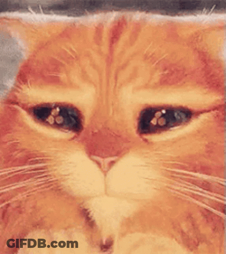 A Close Up Of An Orange And White Cat 'S Face With Sad Eyes . GIF