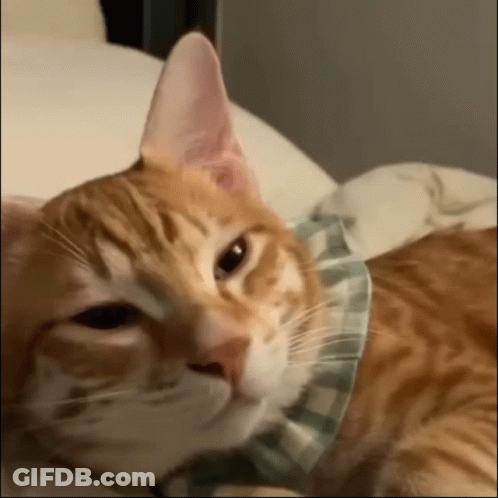 A Close Up Of An Orange And White Cat Wearing A Plaid Collar GIF
