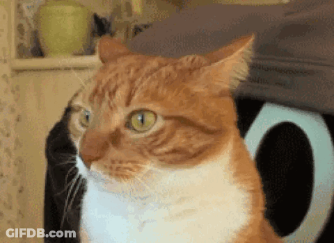 A Close Up Of An Orange And White Cat With Green Eyes GIF