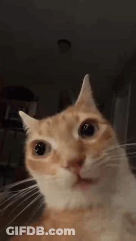 A Close Up Of An Orange And White Cat With Its Mouth Open GIF