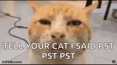 A Close Up Of An Orange And White Cat With The Words `` Tell Your Cat I Said Pst Pst '' Written On It . GIF