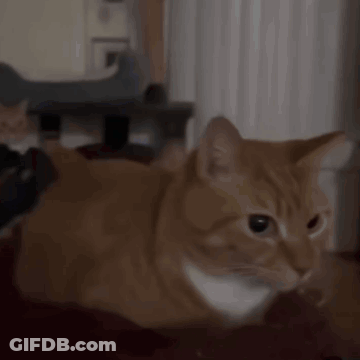 A Close Up Of An Orange Cat Laying On A Couch Looking At The Camera . GIF