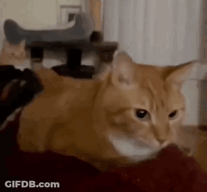 A Close Up Of An Orange Cat Laying On A Couch . GIF