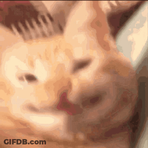 A Close Up Of An Orange Cat 'S Face With A Blurry Background GIF