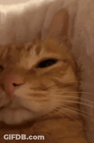 A Close Up Of An Orange Cat 'S Face With A Pink Nose GIF