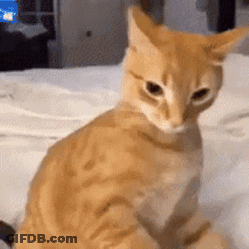 A Close Up Of An Orange Cat Sitting On A Bed . GIF