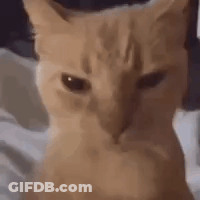 A Close Up Of An Orange Cat Sitting On A Bed Looking At The Camera . GIF