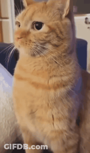 A Close Up Of An Orange Cat Sitting On A Blue Couch Looking At The Camera . GIF