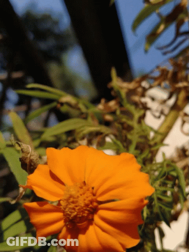 A Close Up Of An Orange Flower With Green Leaves GIF