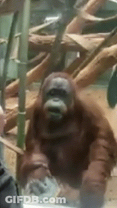 A Close Up Of An Orangutan In A Cage With A Blurry Background GIF