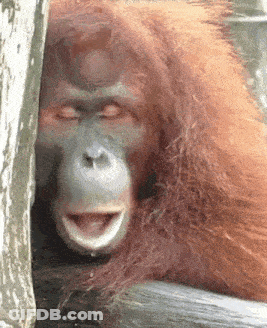 A Close Up Of An Orangutan 'S Face With Its Eyes Closed GIF