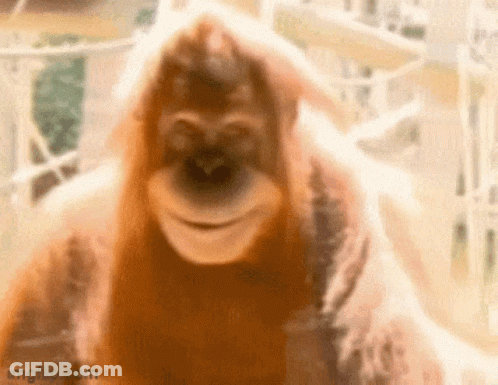 A Close Up Of An Orangutan 'S Face With Its Mouth Open GIF