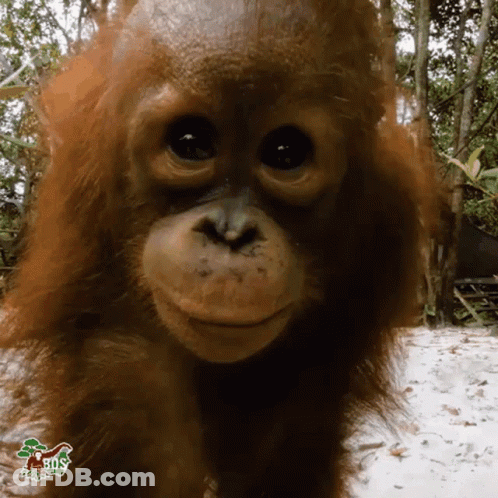 A Close Up Of An Orangutan 'S Face With Trees In The Background GIF