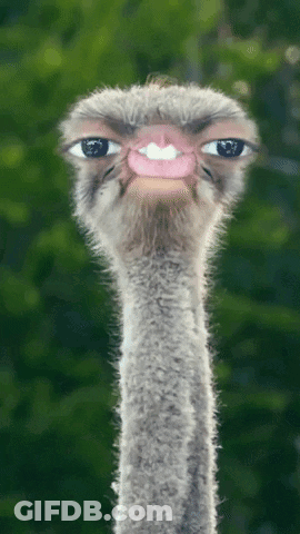 A Close Up Of An Ostrich 'S Face With Its Eyes Visible GIF