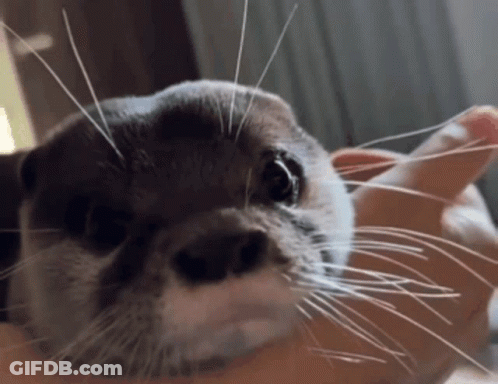 A Close Up Of An Otter Being Held In Someone 'S Hands GIF