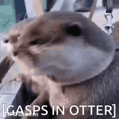 A Close Up Of An Otter Eating A Stick With The Words `` Gasps In Otter '' Written Next To It . GIF