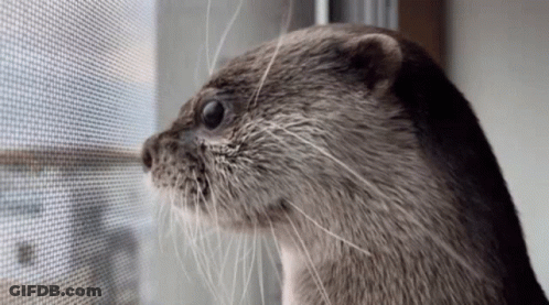 A Close Up Of An Otter Looking Out A Screened In Window GIF