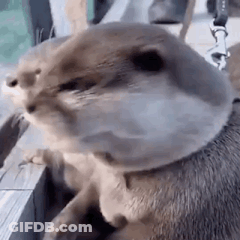 A Close Up Of An Otter On A Leash Looking At Something . GIF