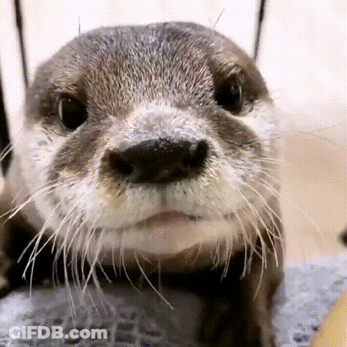 A Close Up Of An Otter 'S Face With Its Mouth Open GIF