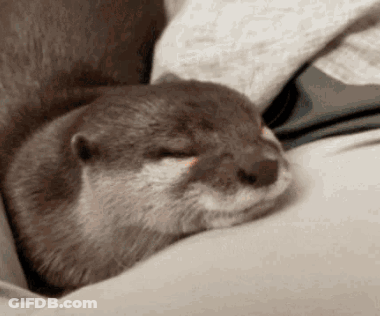 A Close Up Of An Otter Sleeping On A Couch . GIF