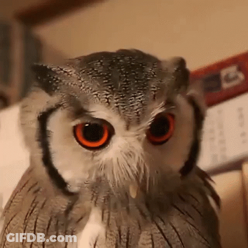 A Close Up Of An Owl Looking At The Camera With Orange Eyes . GIF