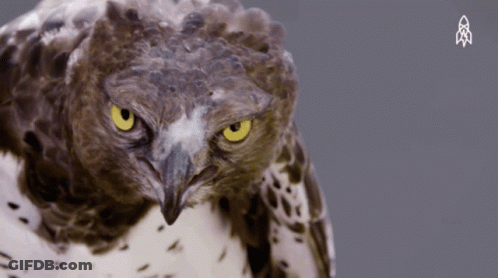 A Close Up Of An Owl 'S Face With A Celtic Symbol In The Corner GIF