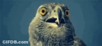 A Close Up Of An Owl 'S Face With Its Mouth Open And Big Yellow Eyes . GIF