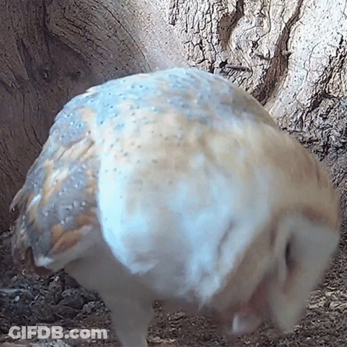 A Close Up Of An Owl 'S Feathers Against A Tree Trunk GIF