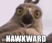 A Close Up Of An Owl With Its Mouth Open And The Words Hawkward Written On It . GIF