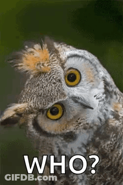 A Close Up Of An Owl With The Words `` Who ? '' On It . GIF