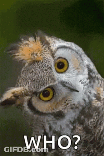 A Close Up Of An Owl With The Words Who Written On The Bottom GIF