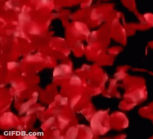 A Close Up Of Red Flowers On A Black Background GIF