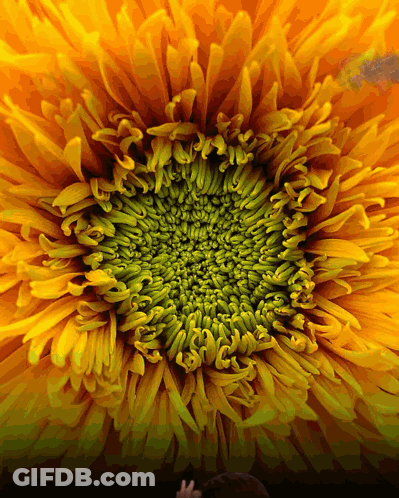 A Close Up Of The Center Of A Yellow Flower GIF
