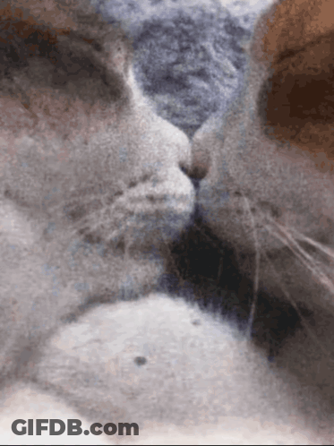 A Close Up Of Two Cats ' Faces Kissing GIF