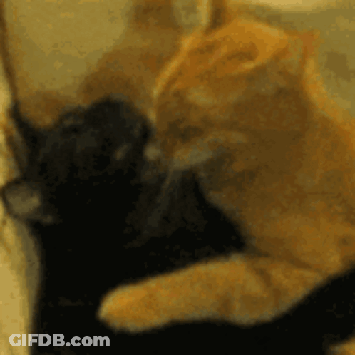 A Close Up Of Two Cats Laying Next To Each Other On A Couch GIF