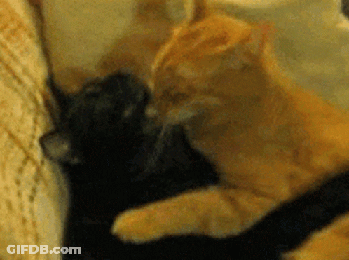 A Close Up Of Two Cats Laying On A Bed GIF