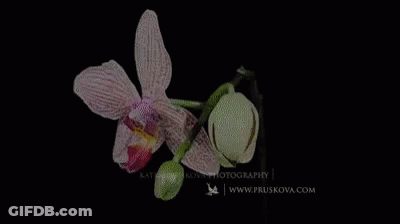 A Close Up Of Two Pink Orchids On A Black Background With The Website Www.pruskova.com GIF