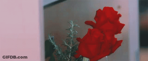 A Close Up Of Two Red Roses In A Vase In Front Of A Window . GIF