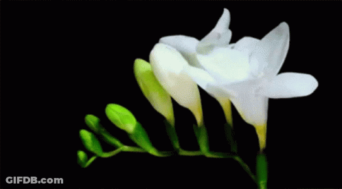 A Close Up Of Two White Flowers With Green Stems Against A Black Background GIF