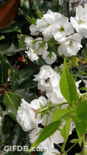 A Close Up Of White Flowers With A Green Leaf In The Foreground GIF