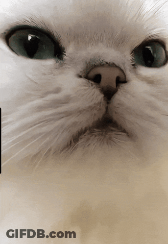 A Closeup Of A White Cat 'S Face With Blue Eyes GIF