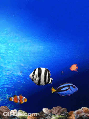 A Clown Fish And A Blue Fish Are Swimming In A Tank GIF
