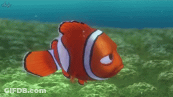 A Clown Fish Is Swimming In The Ocean With A Watermark That Says ' Wb ' On It GIF