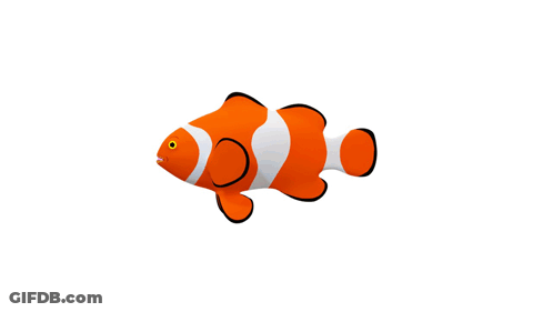 A Clown Fish With Orange And White Stripes And A Yellow Eye GIF