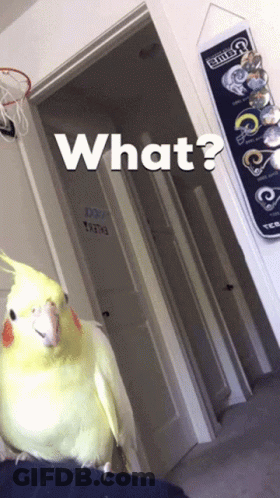 A Cockatiel Is Standing In Front Of A Door With The Words What Written On It GIF