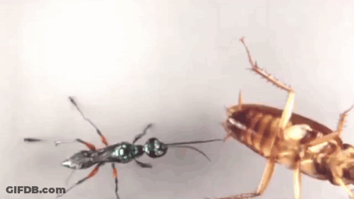 A Cockroach Is Being Attacked By A Black Ant . GIF
